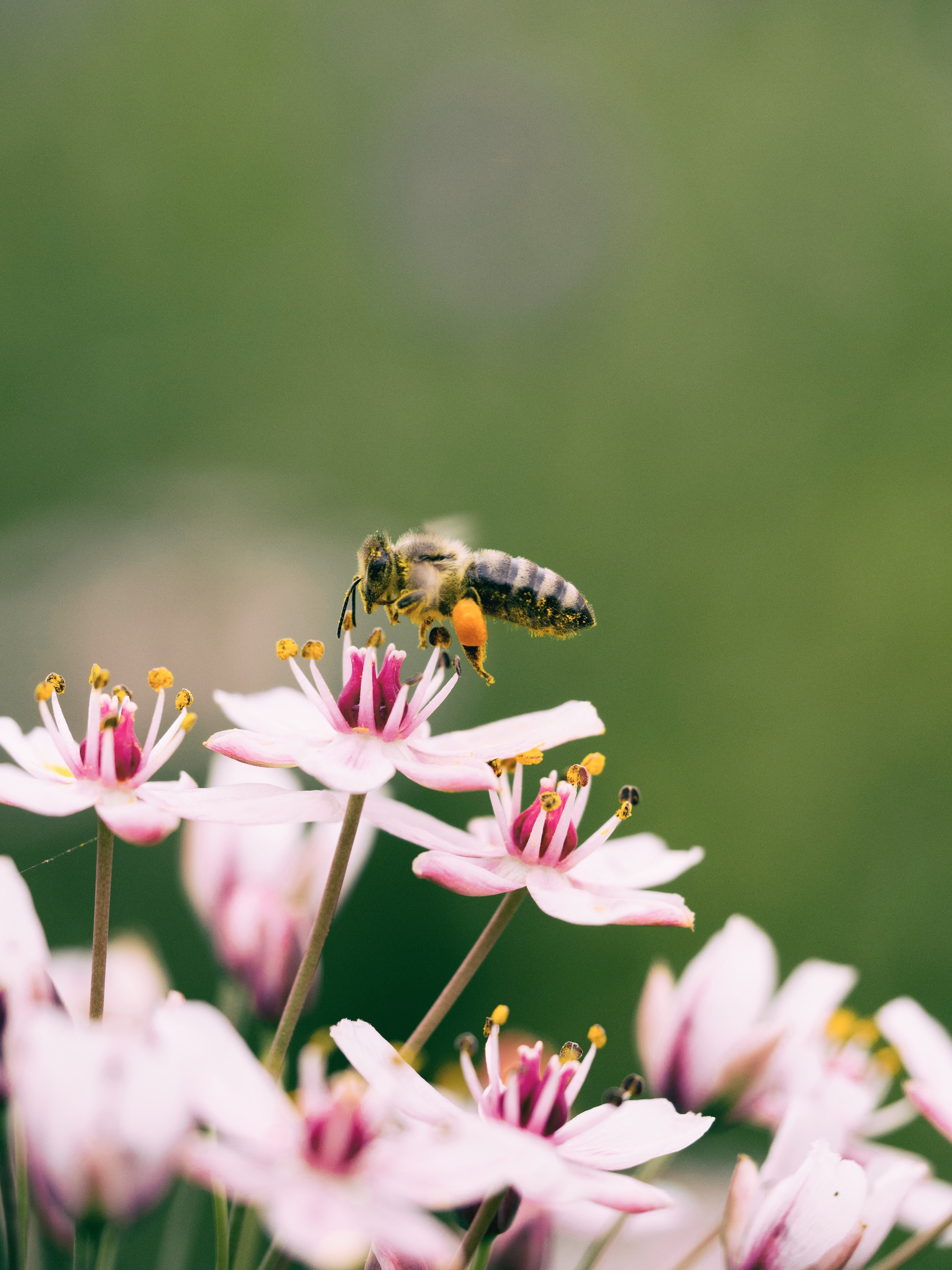 A bee hovering over some manuka flowers